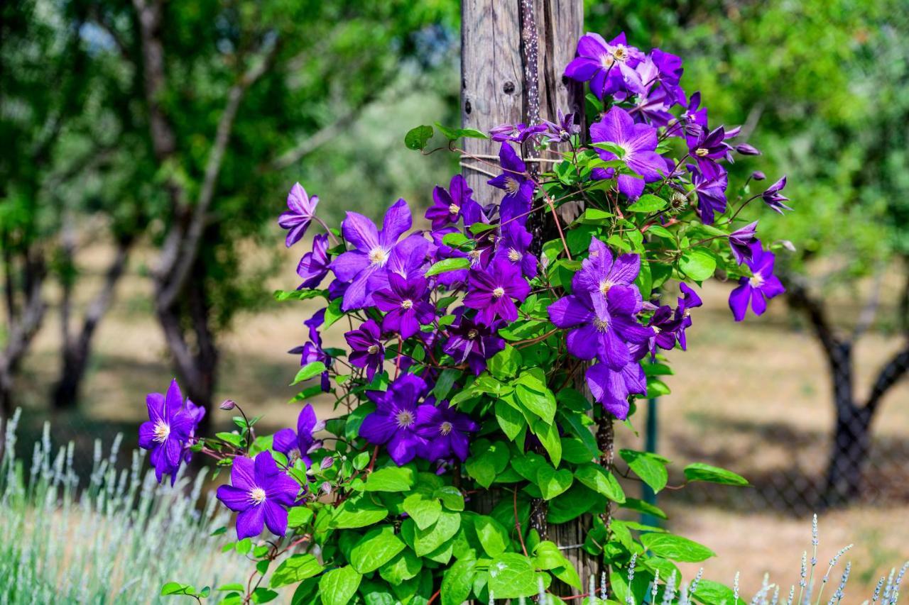Villa Sunny House Smokovic Esterno foto